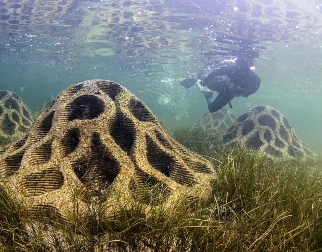 People snorkeling around an artificial reef