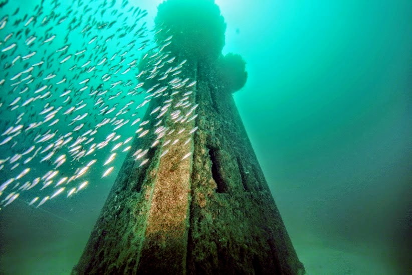 Fish swimming in an artificial reef