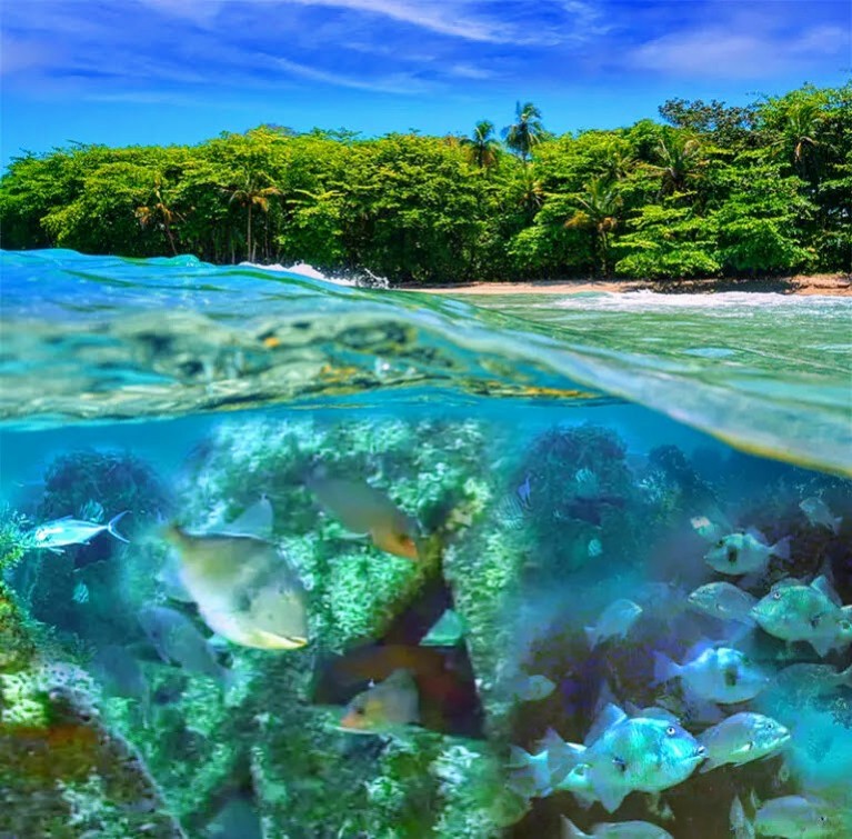 654228148442211343 Fish swimming in a wave