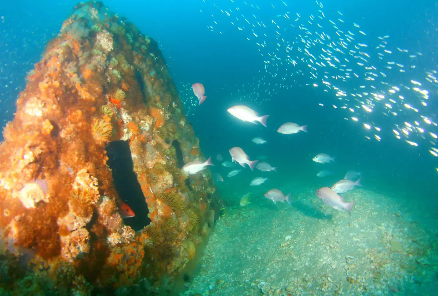 A coral-encrusted memorial reef surrounded by a school of fish.