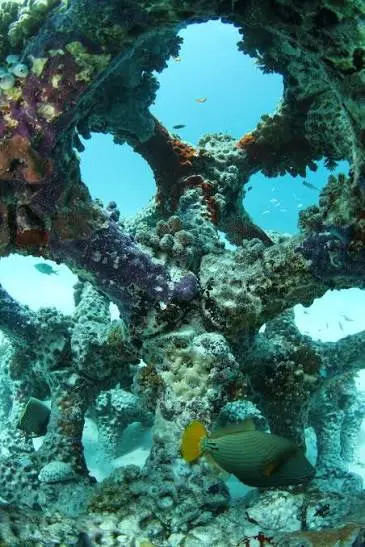 A reef ball blanketed in coral and visited by a triggerfish.