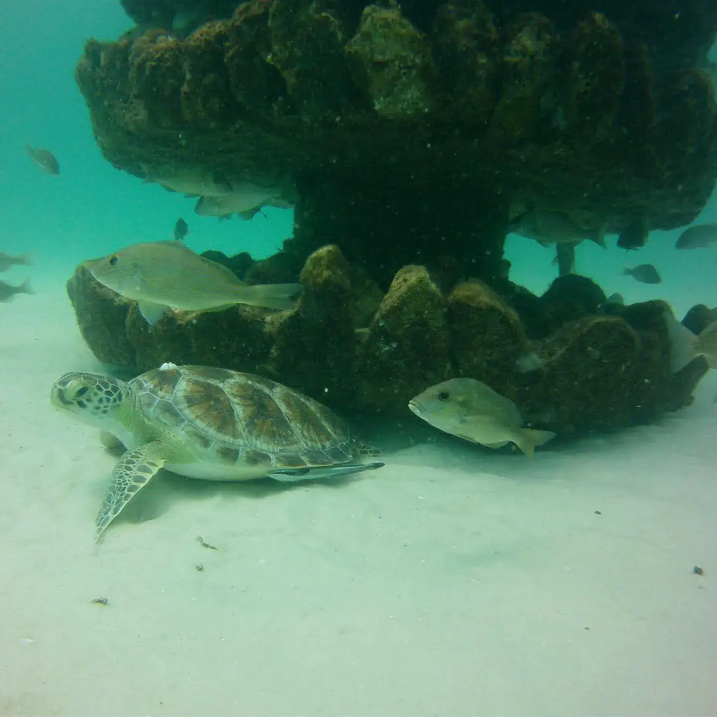 A green sea turtle and snapper glide past a coral-covered memorial reef on the sandy seafloor.