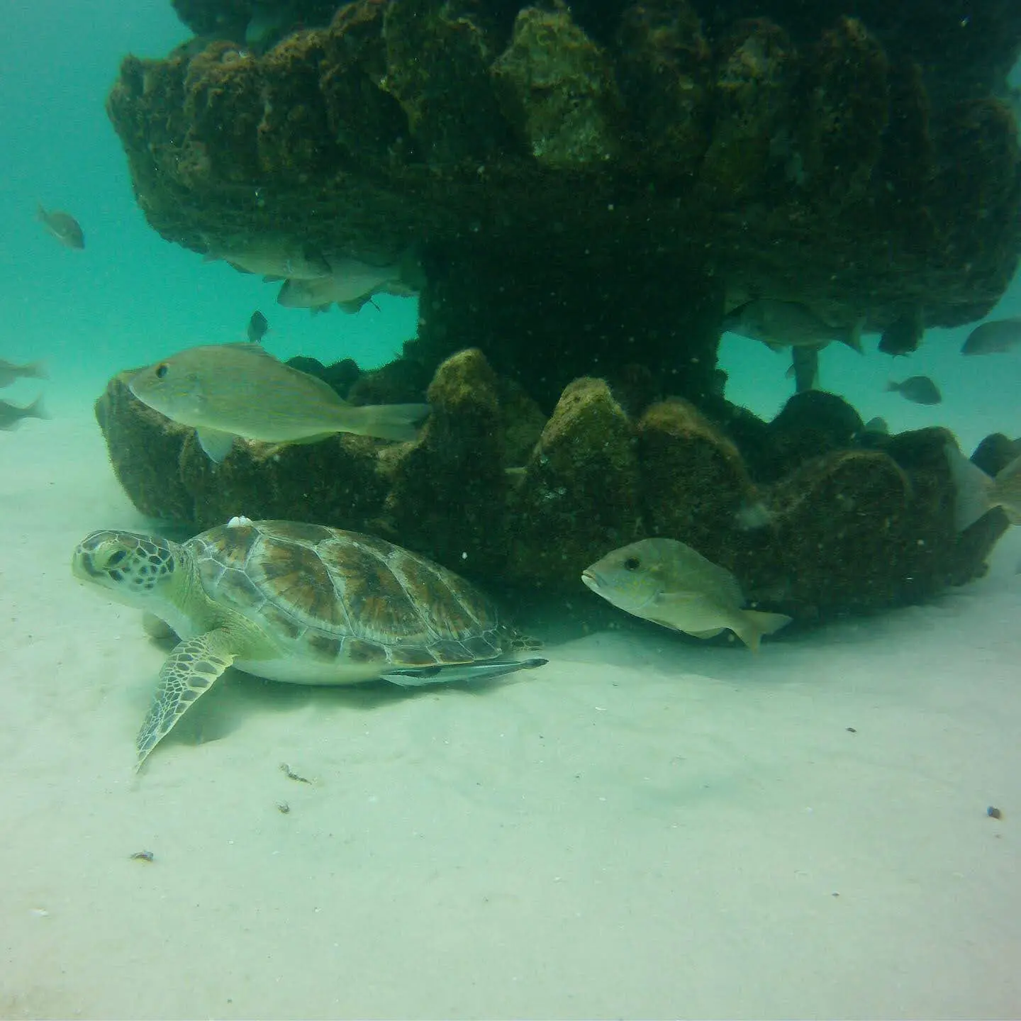 A green sea turtle and snapper glide past a coral-covered memorial reef on the sandy seafloor.