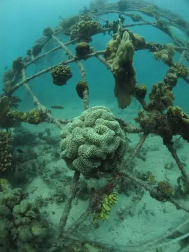 A domed reef frame supporting thriving coral colonies in shallow water.